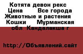 Котята девон рекс › Цена ­ 1 - Все города Животные и растения » Кошки   . Мурманская обл.,Кандалакша г.